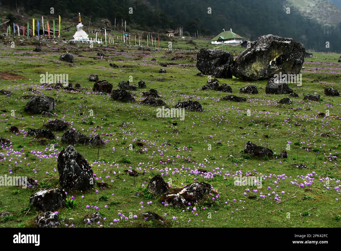 Fleurs de Primula, famille des Primulacées, fleurs sauvages sur le terrain à Yumthang Valley ou Sikkim Valley of Flowers sanctuaire, montagnes de l'Himalaya, Sikkim. Banque D'Images