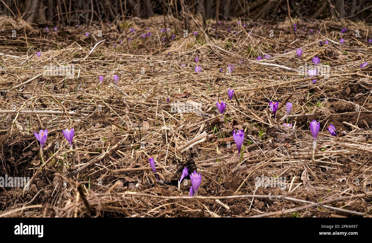 Prairie en herbe sèche avec fleurs d'iris violet sauvage (Crocus heuffelianus), gros plan Banque D'Images
