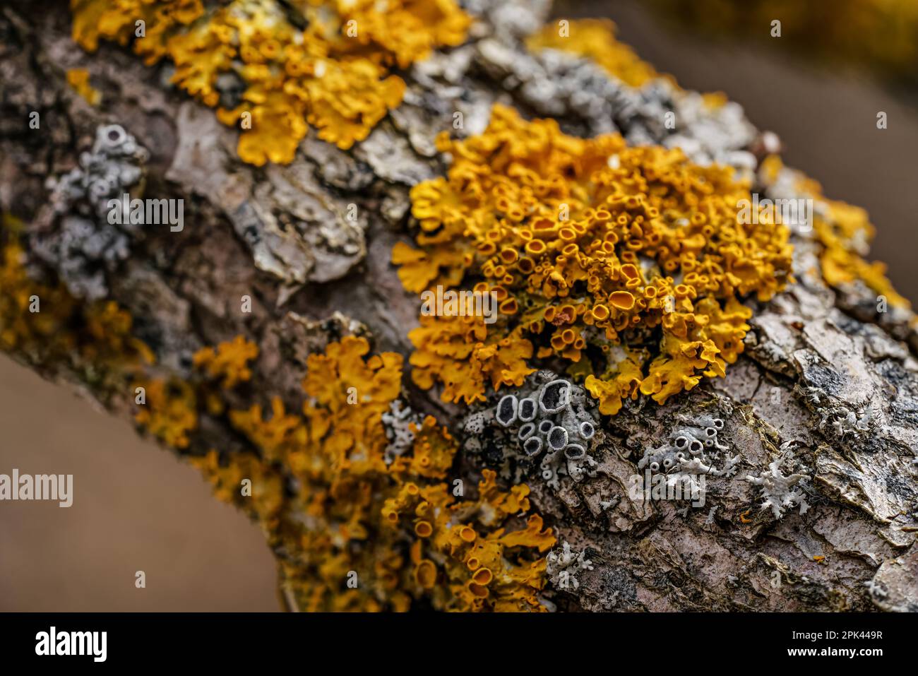 Lichen jaune orangé maritime - Xanthoria parietina et quelques physodes Hypogymnia - croissant sur branche d'arbre sèche, détail de gros plan Banque D'Images