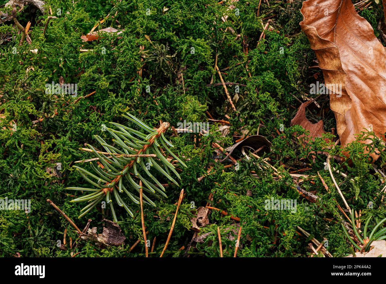 Petite mousse verte douce, petite branche de sapin d'épinette, feuille brune sèche - gros plan macro - arrière-plan abstrait de la forêt Banque D'Images