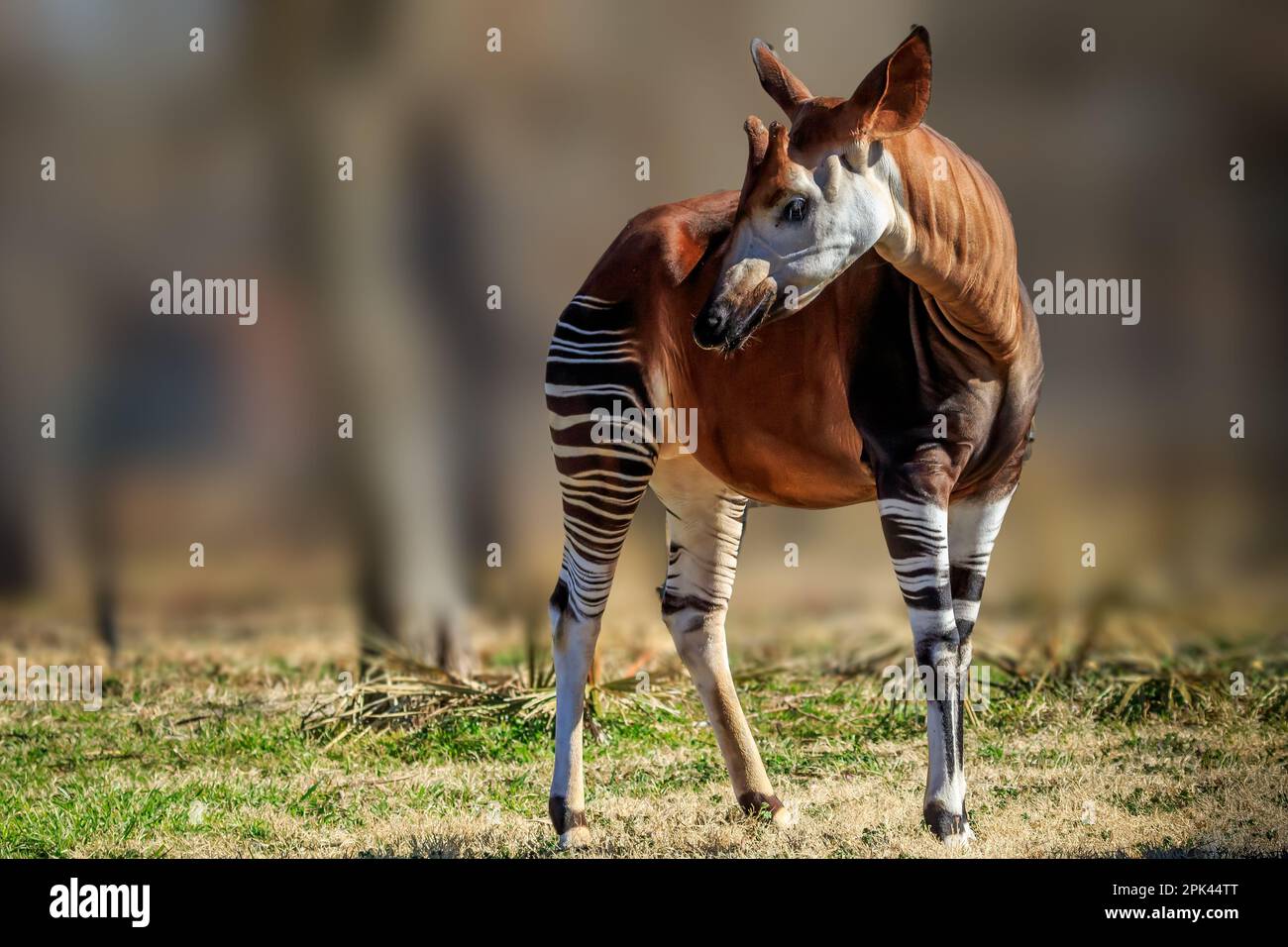 Un Okapi mâle (Okapia johnstoni) dans un zoo Banque D'Images