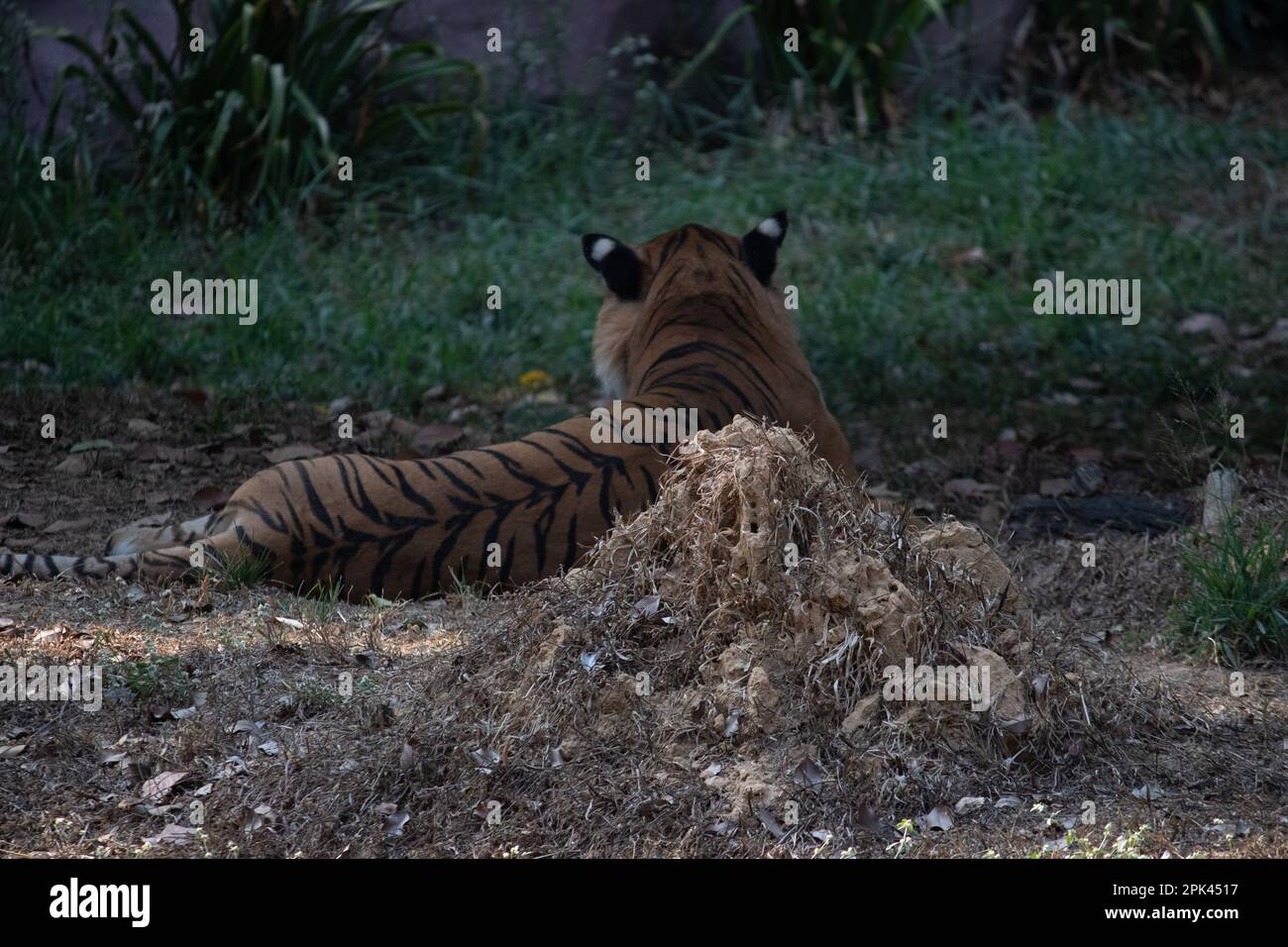 Tigre au parc national de Bannerghatta Bangalore debout dans le zoo. Refuges de la faune sauvage de la forêt à Karnataka Inde Banque D'Images