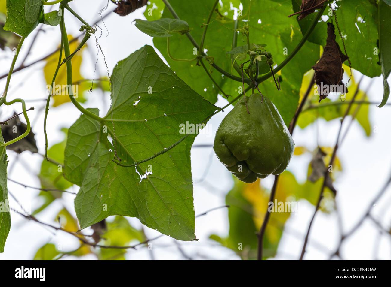 Le fruit du chayote accroché à la branche, également connu sous le nom de mirliton et choko, est une plante comestible appartenant à la famille des gourdes, les Cucurbitaceae Banque D'Images