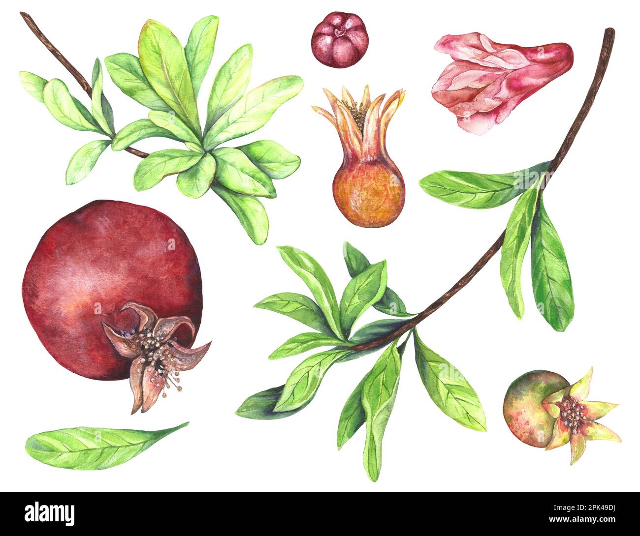 Aquarelle illustration d'un ensemble de grenades juteuses rouges bordeaux de différentes tailles, branche avec feuilles vertes, fleur rouge isolée sur fond blanc Banque D'Images