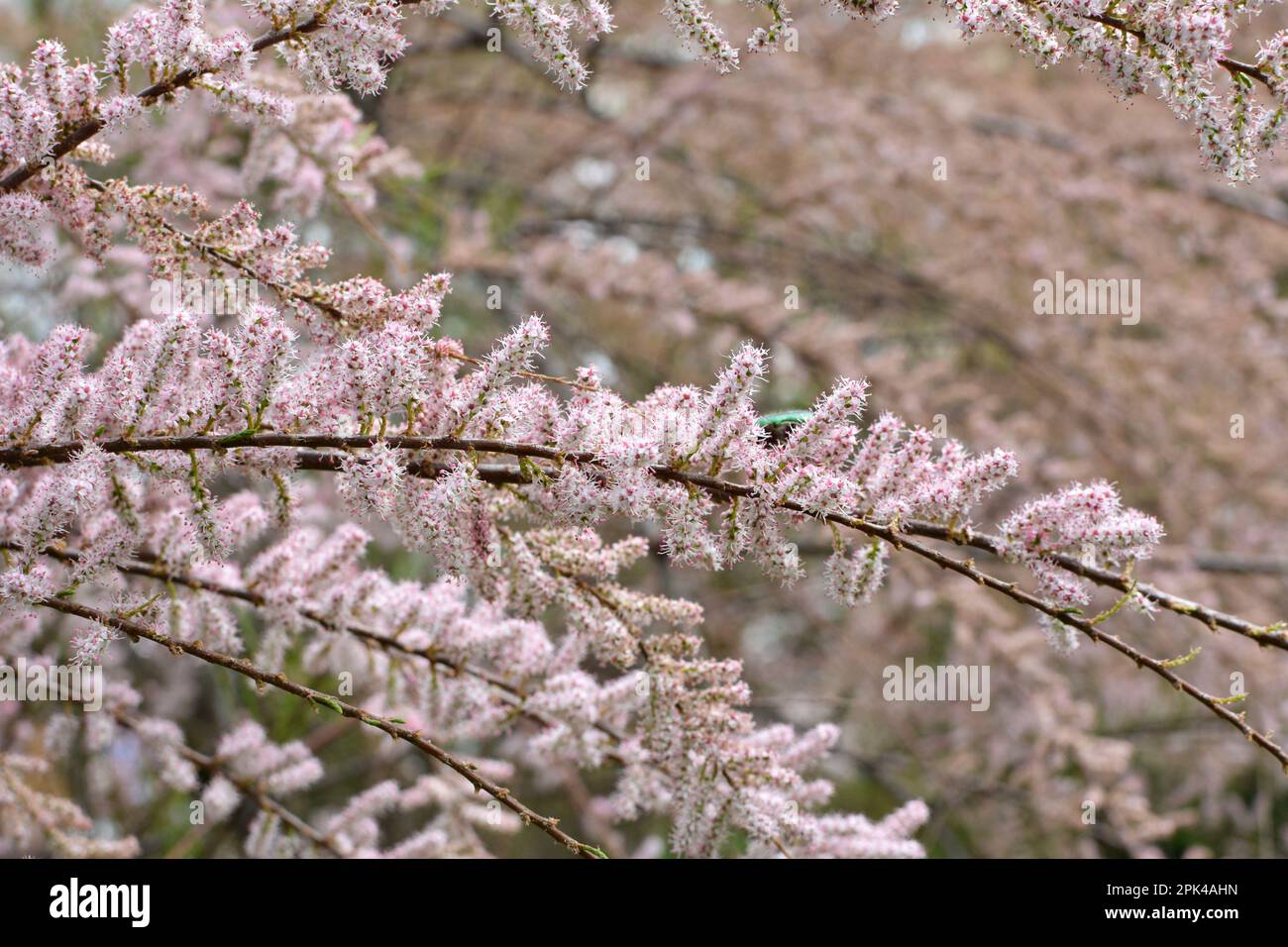 Au printemps, la plante ornementale tamarix pousse dans la nature Banque D'Images