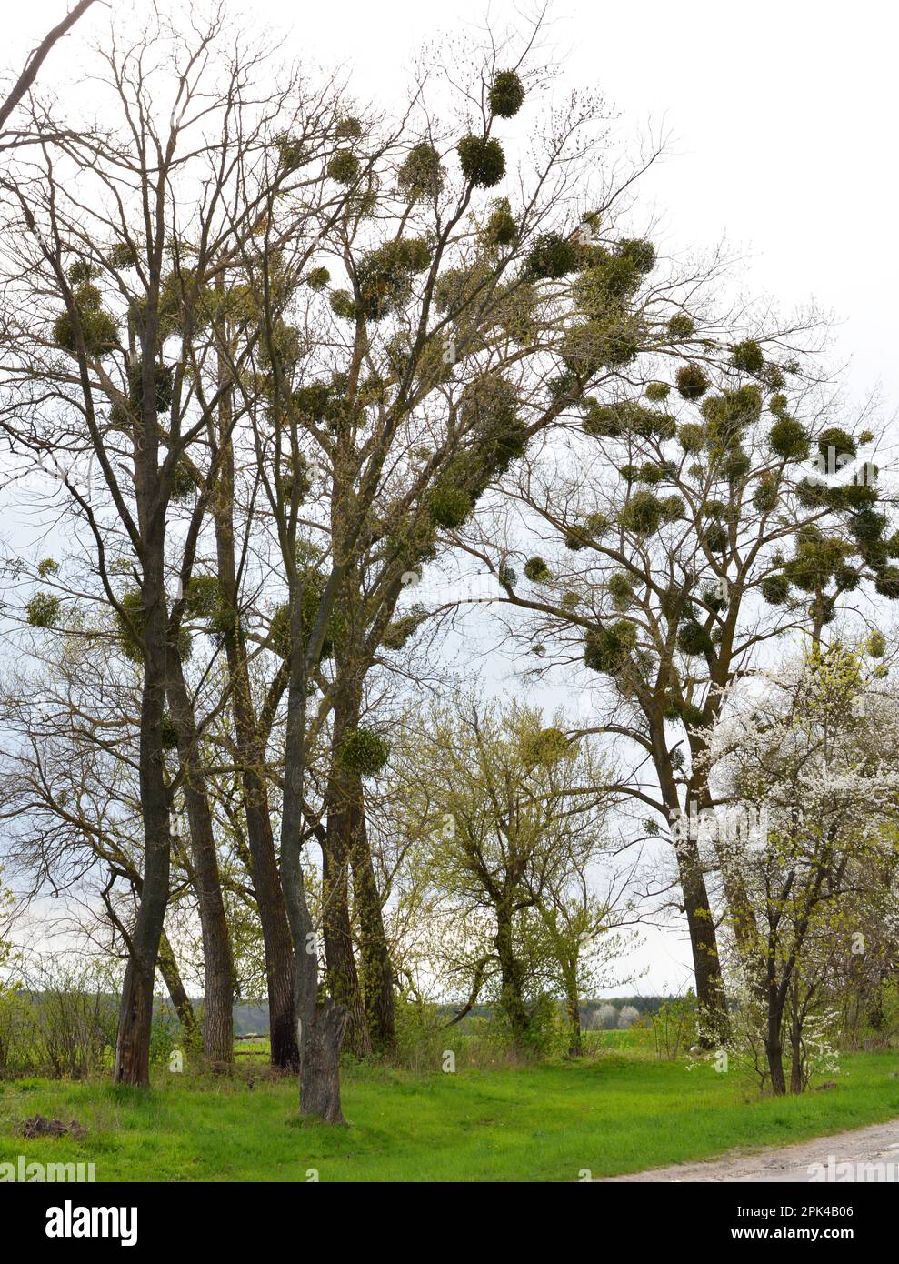 Dans la nature, le GUI (Viscum album) parasitilise sur l'arbre Banque D'Images