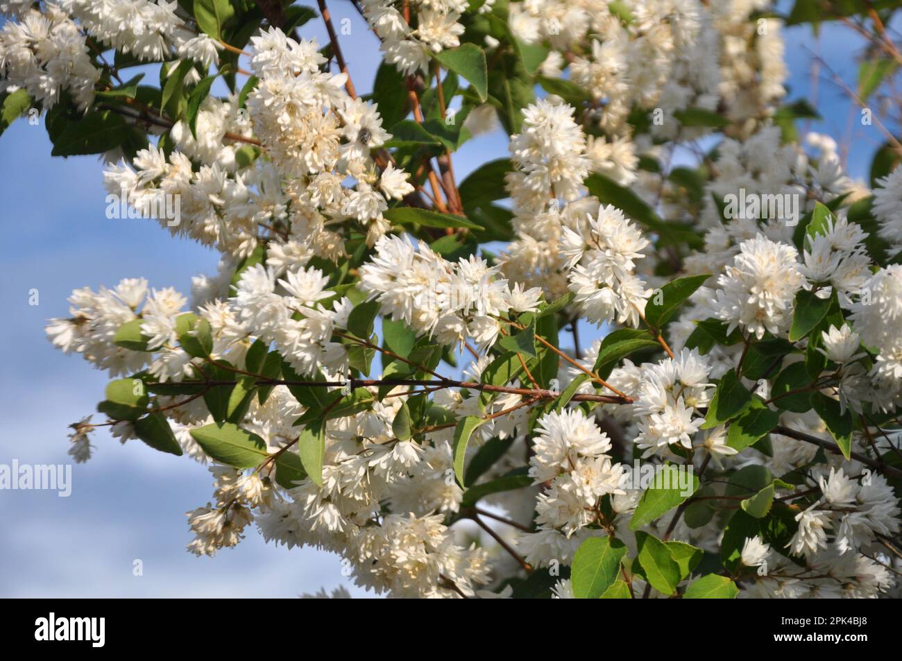 Au début de l'été, deutzia fleurit dans la nature Banque D'Images
