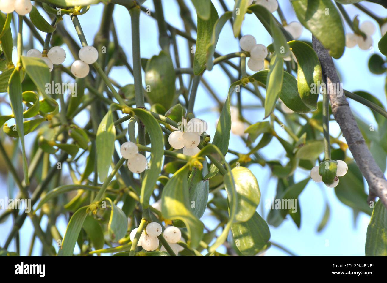 Dans la nature, le GUI (Viscum album) parasitilise sur l'arbre Banque D'Images