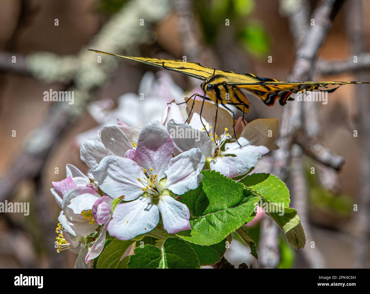 Ce magnifique papillon à deux queues a passé des heures à se nourrir des magnifiques fleurs de cet arbre dans un bois du Nouveau-Mexique du sud. Banque D'Images