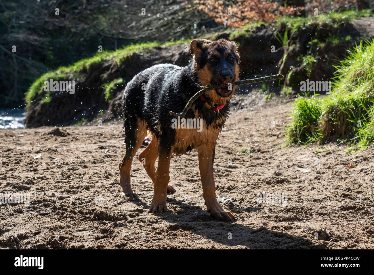 Un chiot Berger allemand tenant un bâton récupéré de la rivière après une baignade. Banque D'Images