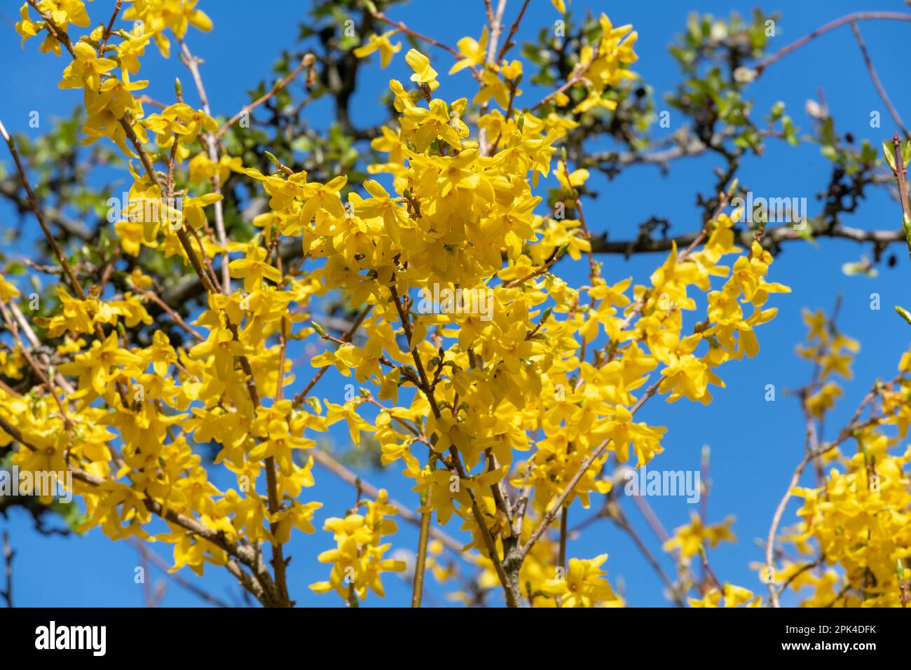 Brousse de Forsythia jaune vif en pleine fleur sur fond de ciel bleu clair dans un jardin de printemps. Banque D'Images