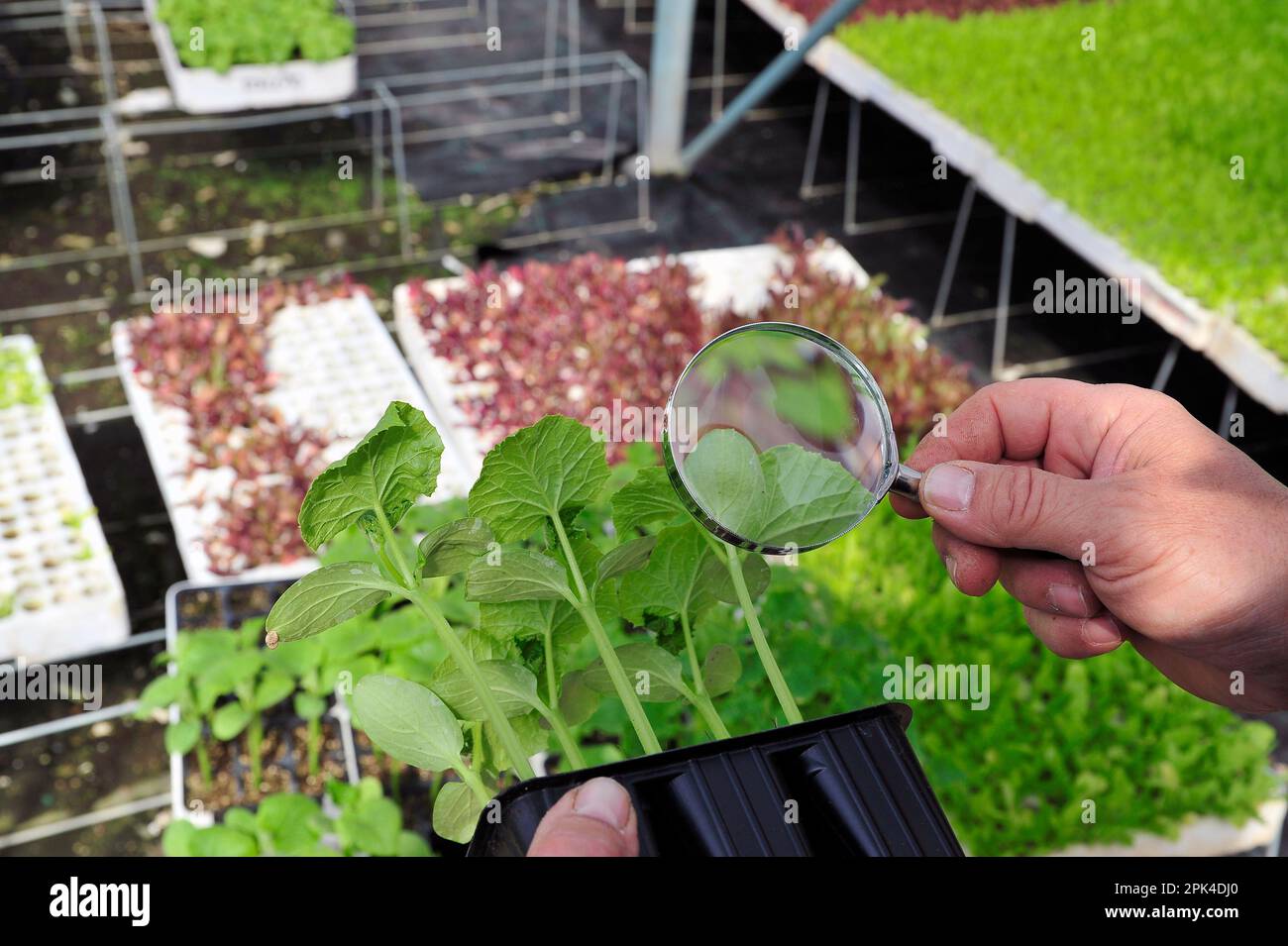 Serre agricole d'une entreprise italienne: Le travailleur vérifie la qualité avec la loupe Banque D'Images