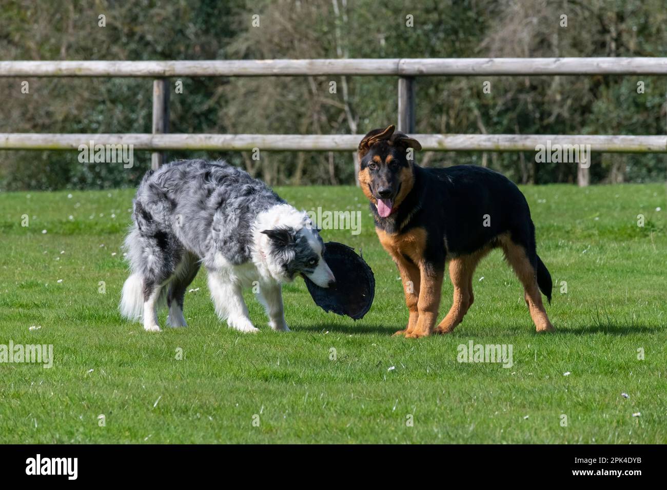 Chiot Berger allemand et un adulte Blue Merle Border Collie s'amuser dans un champ à l'extérieur avec un couvercle en plastique pour une Frisbee. Banque D'Images