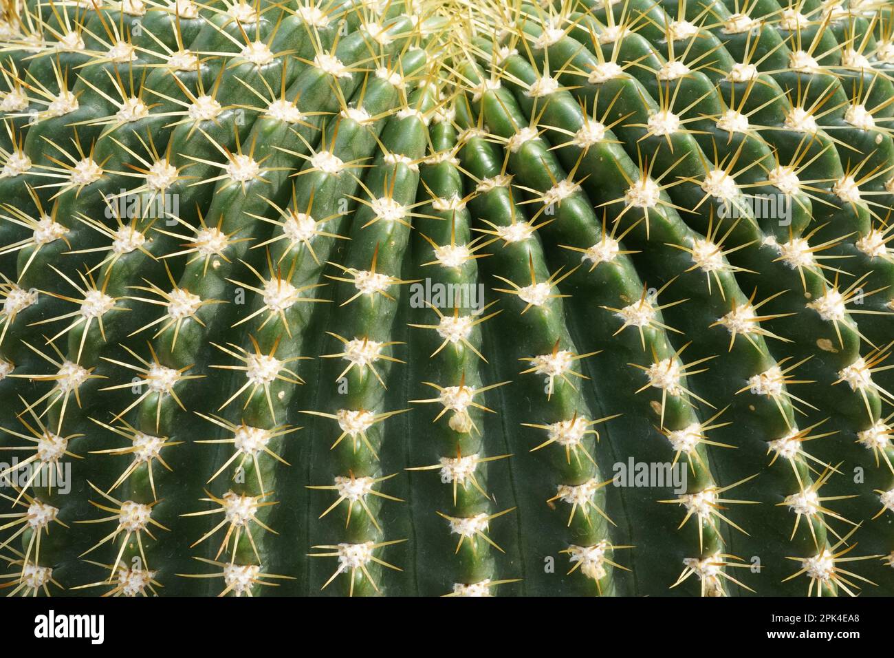 Découpe d'un cactus globulaire avec des côtes se rencontrant concentriques sur le dessus de la plante. Il y a des aréoles sur les côtes avec plusieurs épines jaunes courtes. Banque D'Images