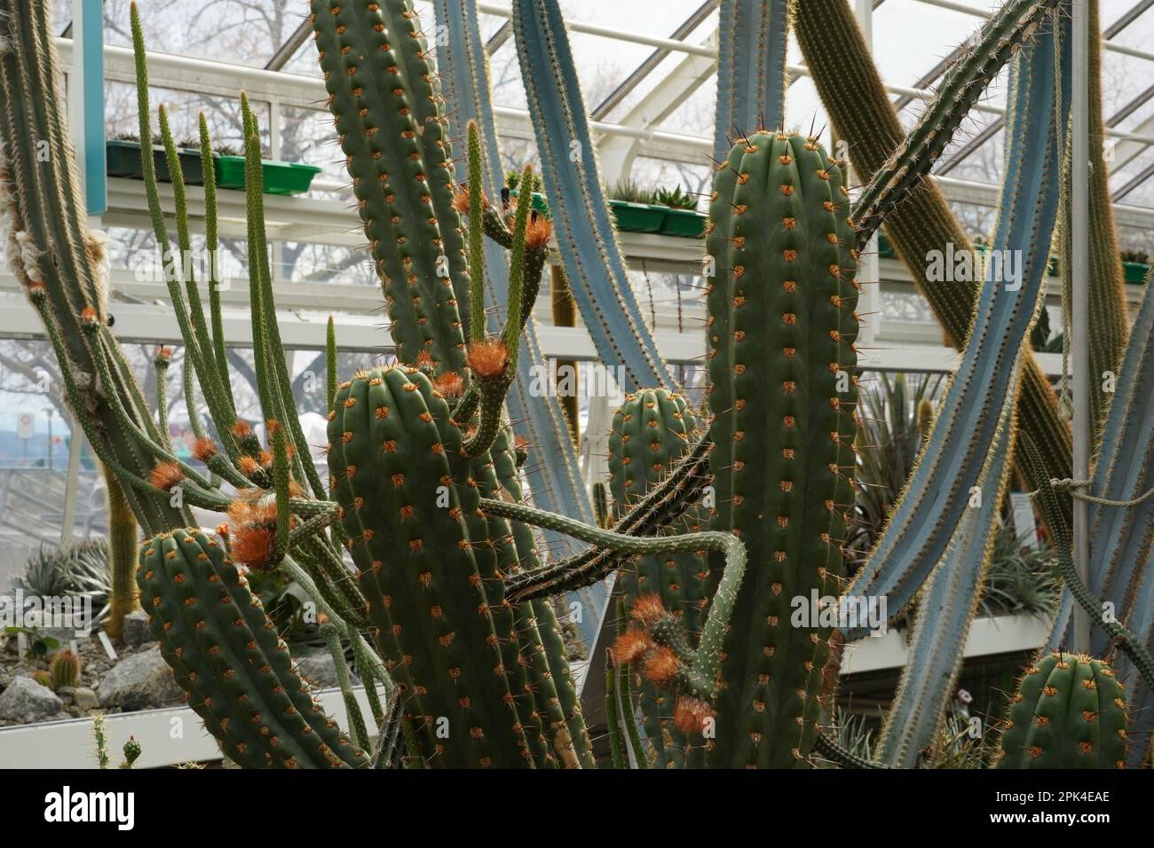 Tiges de cactus en latin appelé Echinopsis clavata avec des fleurs d'orange poussant dans le jardin botanique. Composition cactus poussant en forme d'arbre. Banque D'Images