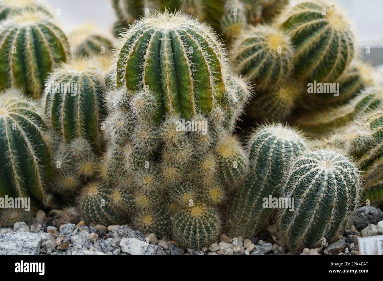 Le cactus à billes, appelé en latin parodia horstii, est une espèce de plantes à fleurs de la famille des Cactaceae, originaire du Brésil. Banque D'Images