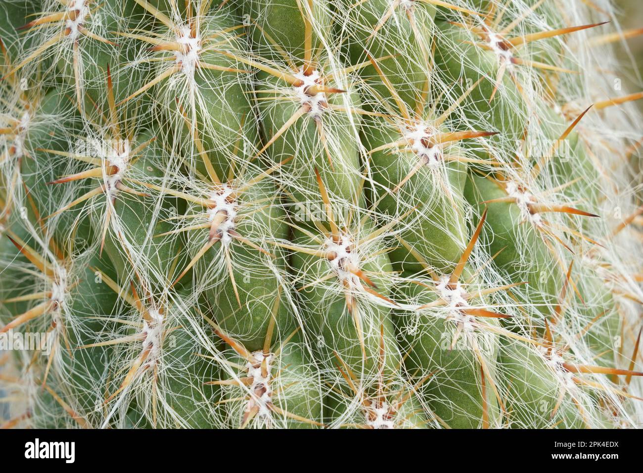 Cactus areoles avec épines gros plan. Il y a des épines pointues épaisses qui poussent de l'aréole et des filaments fins de cheveux blancs qui couvrent la plante. Banque D'Images