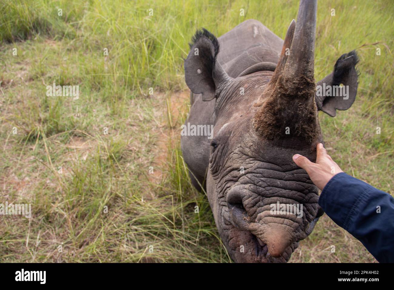 Rhinocéros blanc ou rhinocéros à lèvres carrées (Ceratotherium simum) à Imire Rhino & Wildlife Conservancy, Zimbabwe Banque D'Images