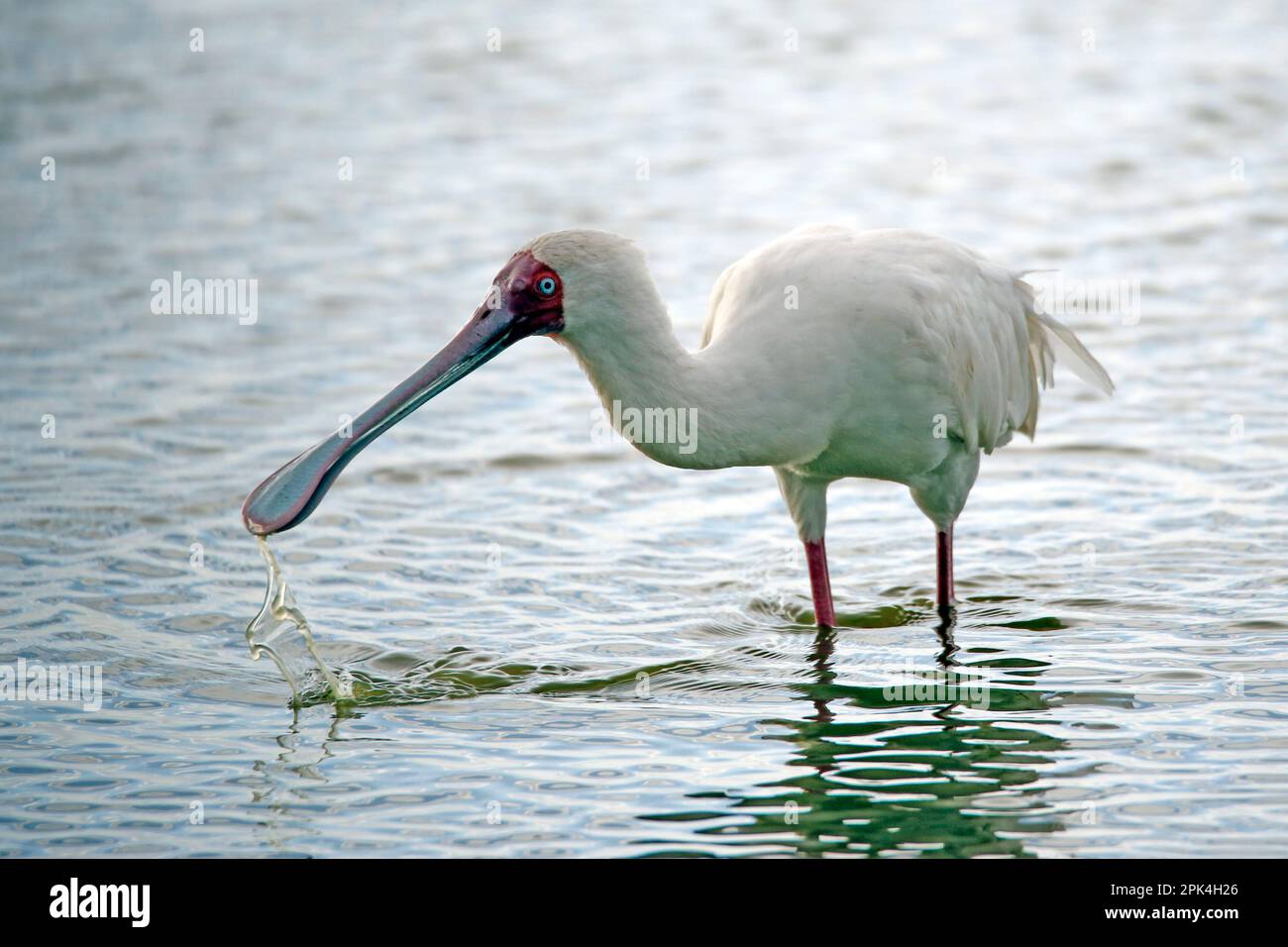 Bec-de-biponneau africain (Platalea alba) en eau peu profonde. Amboseli, Kenya Banque D'Images