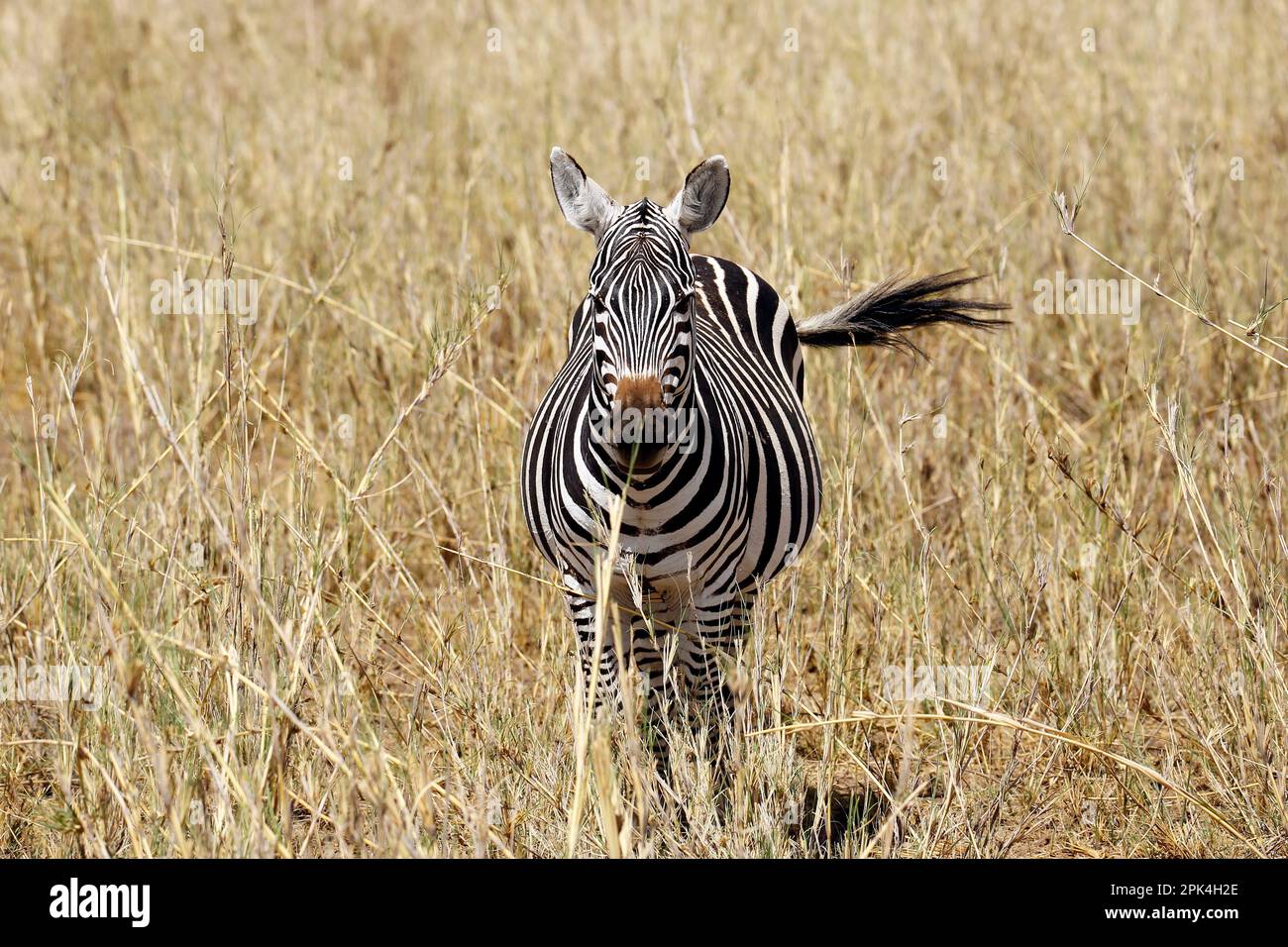 Zebra dans l'herbe haute, face à la caméra. Amboseli, Kenya Banque D'Images
