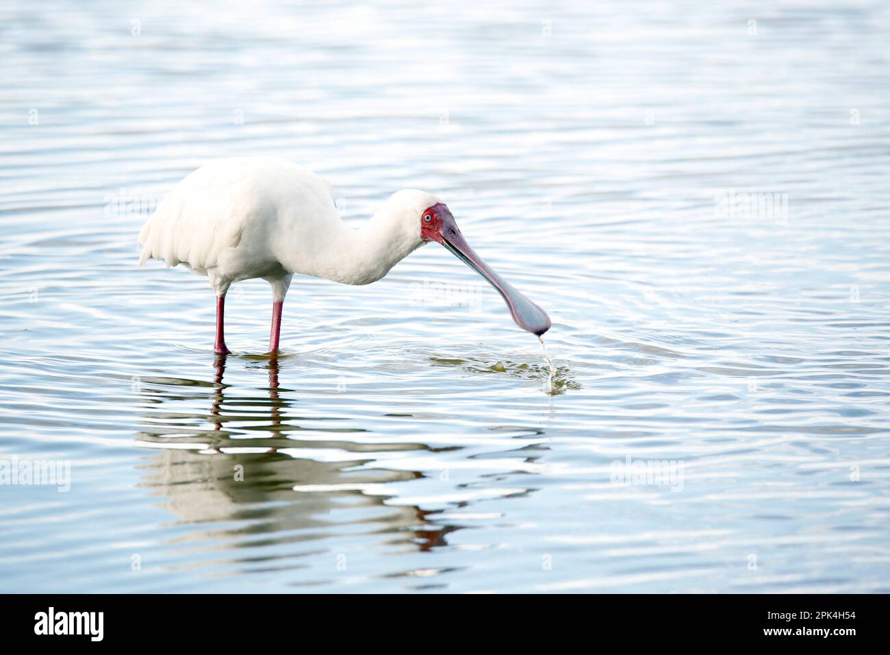 Le bec-de-butin africain (Platalea alba) en eau peu profonde. Amboseli, Kenya Banque D'Images