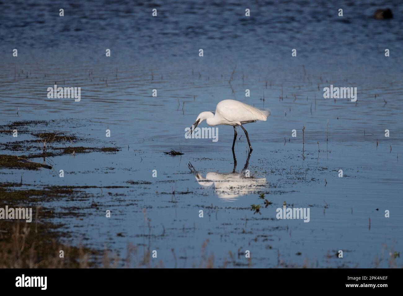 Un peu Egret Egretta garzetta barboter dans des zones humides peu profondes et se reflète dans l'eau ayant pris un petit poisson dans son projet de loi Banque D'Images