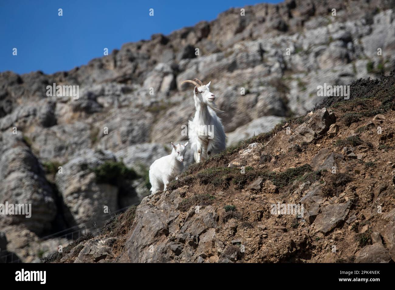 La chèvre sauvage de Kashmiri Nanny et le jeune enfant Capra markhor sur la face ouest sauvage du promontoire de la Grande Orme à Llandudno, au nord du pays de Galles Banque D'Images