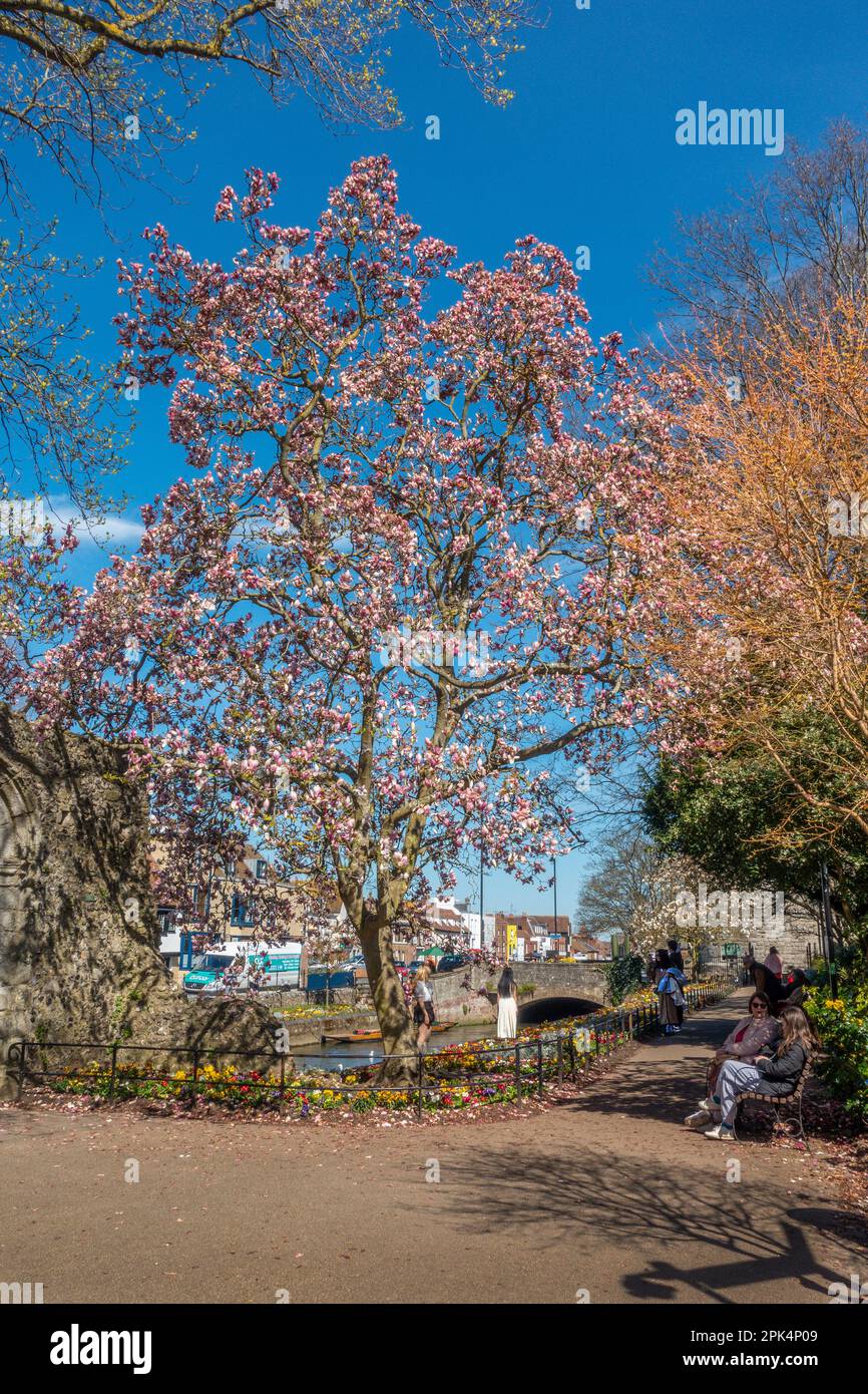 Westgate Gardens,River Stour,Springtime,Spring,Tulip Tree,Liriodendron,Magnolia,Canterbury,Kent,Angleterre Banque D'Images