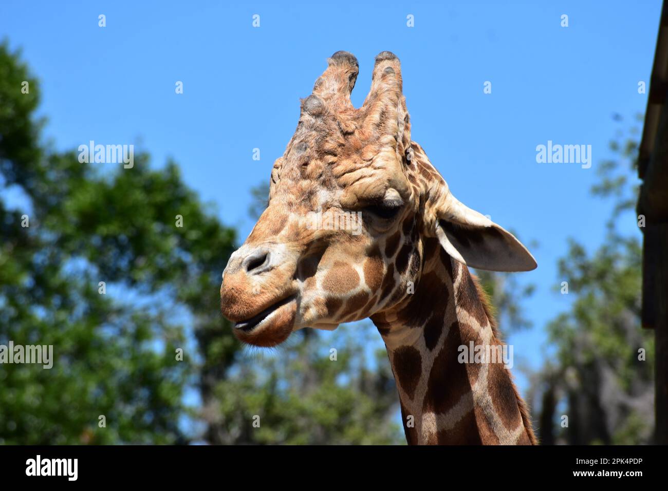 Coeup d'une girafe , Busch Gardens Florida USA Banque D'Images