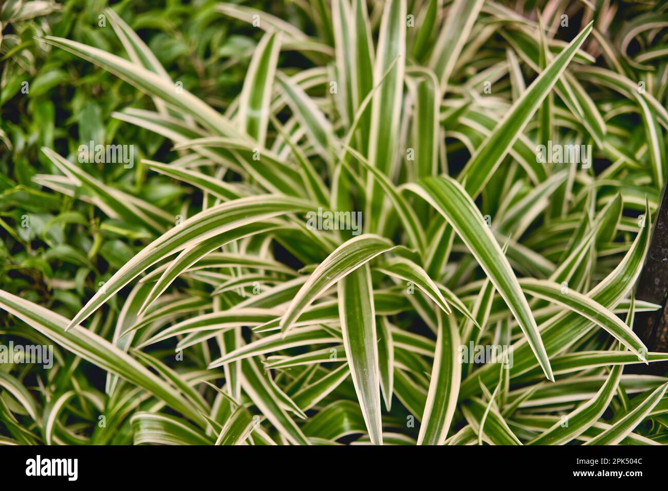 Chlorophytum comosum texture fond floral de feuilles vertes tropicales. Chlorophytum - vue rapprochée de la plante du foyer. Mise au point sélective. Banque D'Images