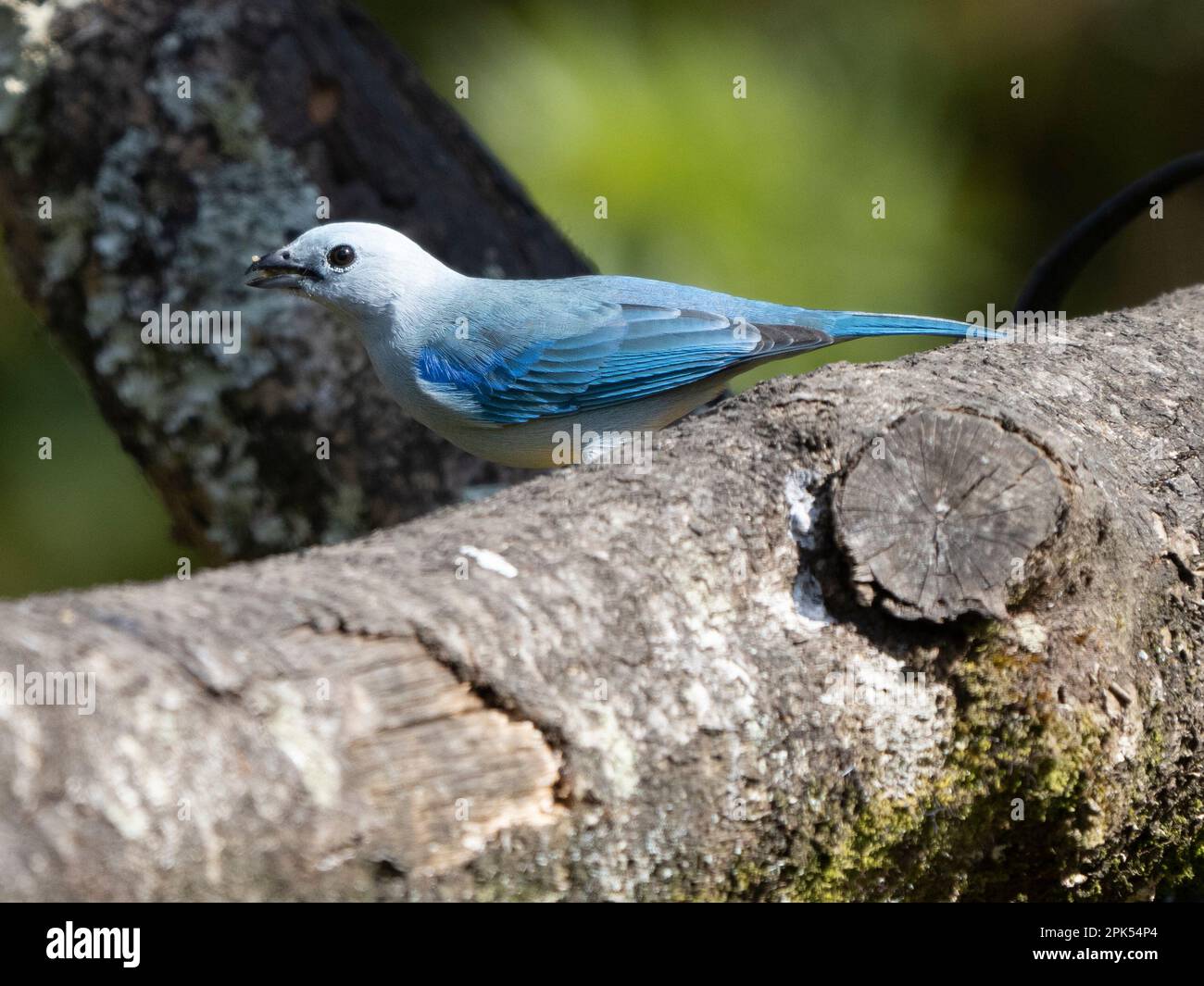 Tanager bleu-gris (Thraupuis episcopus) dans la forêt nuageuse, Savegre, Costa Rica Banque D'Images