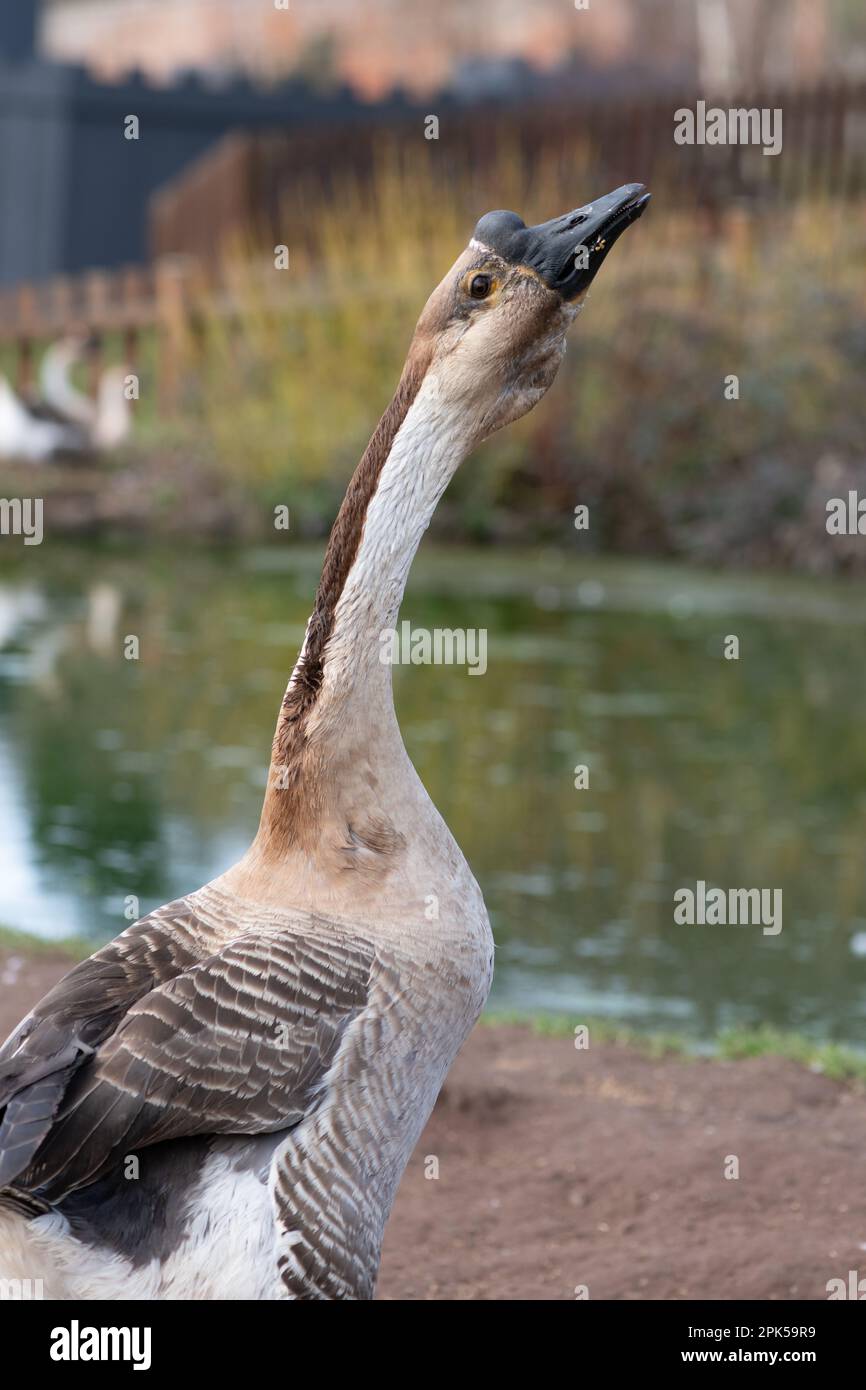 Portrait d'une oie chinoise (anser cygnoides domesticus) Banque D'Images