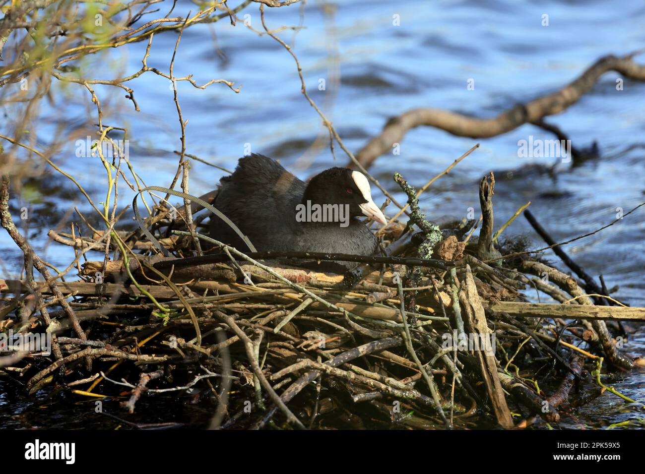 Coot - Fulica atra, - sur un nid dans un lac. Avril 2023. Ressort. Banque D'Images