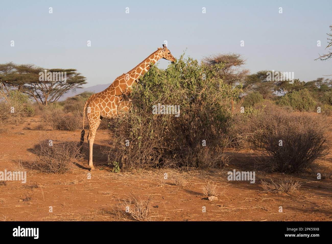 Girafe réticulée (Giraffa camelopardalis reticulata) naviguant sur les feuilles tôt le matin. Banque D'Images