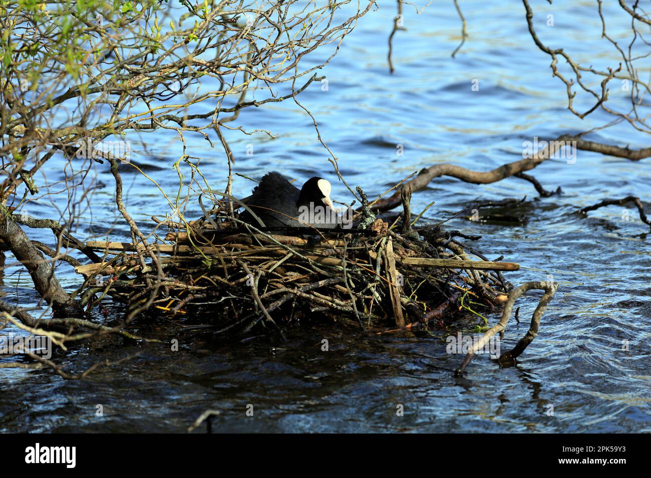 Coot - Fulica atra, - sur un nid dans un lac. Avril 2023. Ressort. Banque D'Images