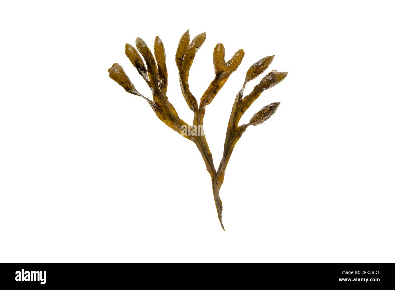 Fucus vesiculosus, porte-vessie, tang noir, rockweed, raisin de mer, fucus de vessie, chêne de mer, mauvaises herbes coupées, fucus de dyers, fucus rouge ou râtelier de roche brun seaw Banque D'Images