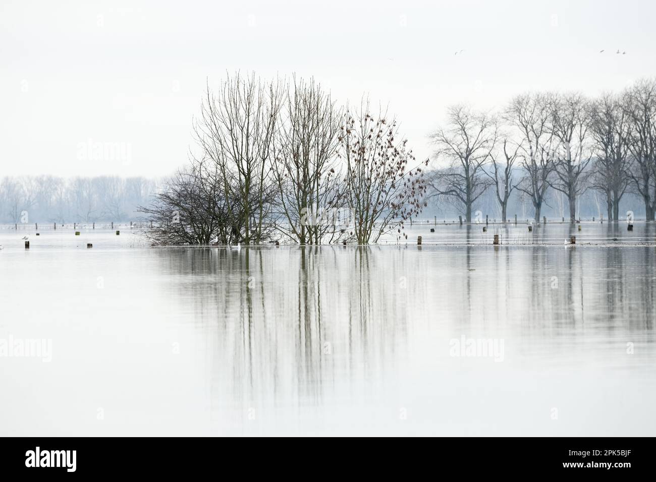submergé... Inondation ( Bas Rhin près de Xanten ), paysage culturel inondé, prairies inondées et champs en Rhénanie Banque D'Images