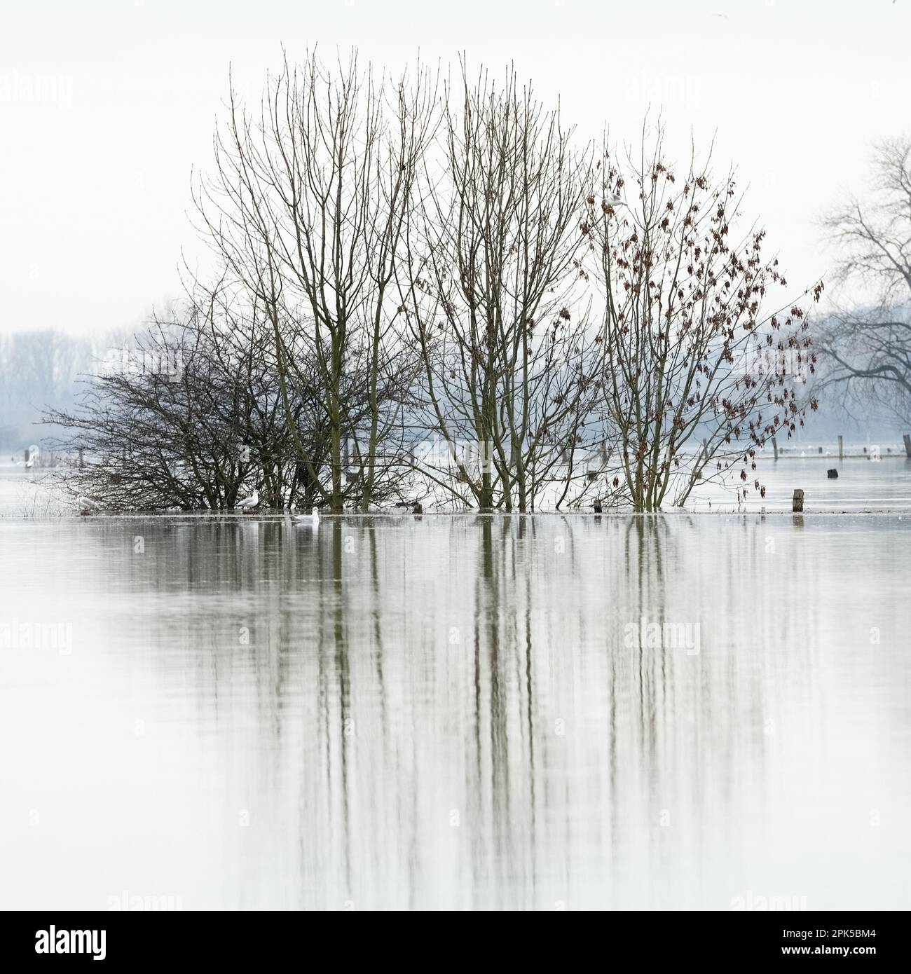 submergé... Inondation ( Bas Rhin près de Xanten ), paysage culturel inondé, prairies inondées et champs en Rhénanie Banque D'Images