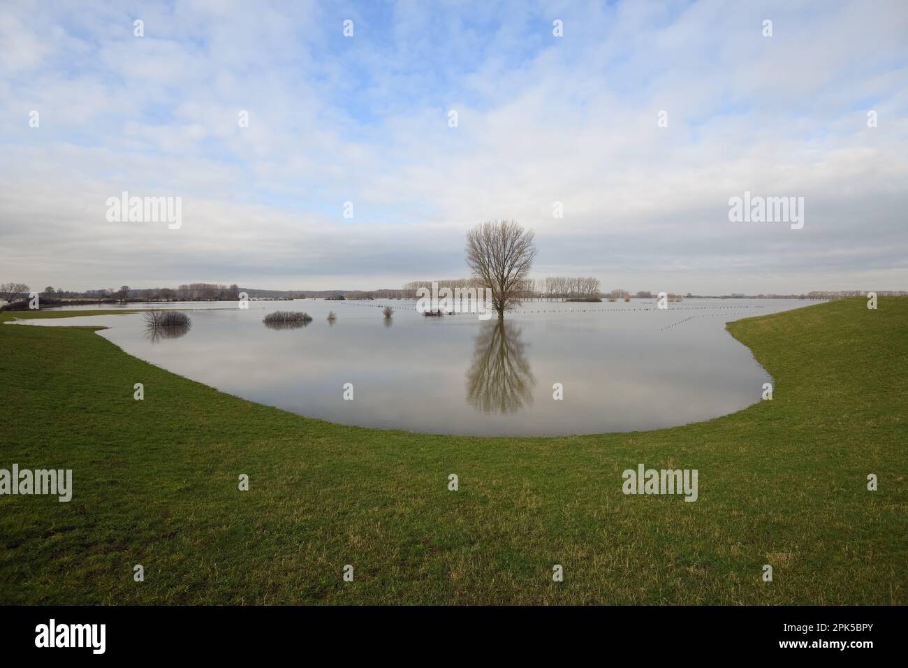 Grand paysage ouvert... Rhin inférieur ( inondation d'hiver 2020/2021 ), arbre solitaire au milieu des prairies inondées Banque D'Images