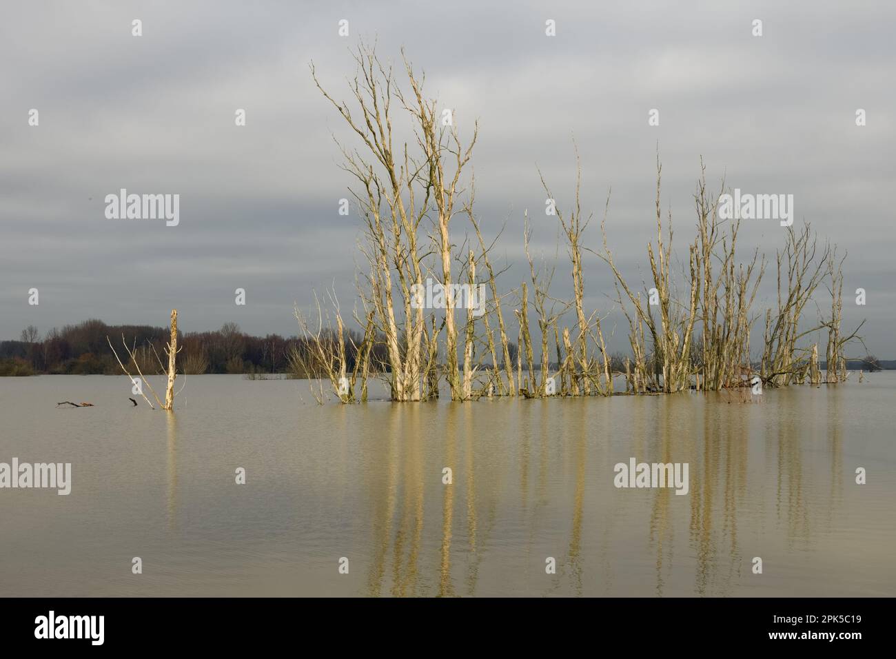 menace... Inondation du Rhin ( île Bislicher près de Xanten ), groupe mort d'arbres se reflétant dans l'eau d'inondation Banque D'Images