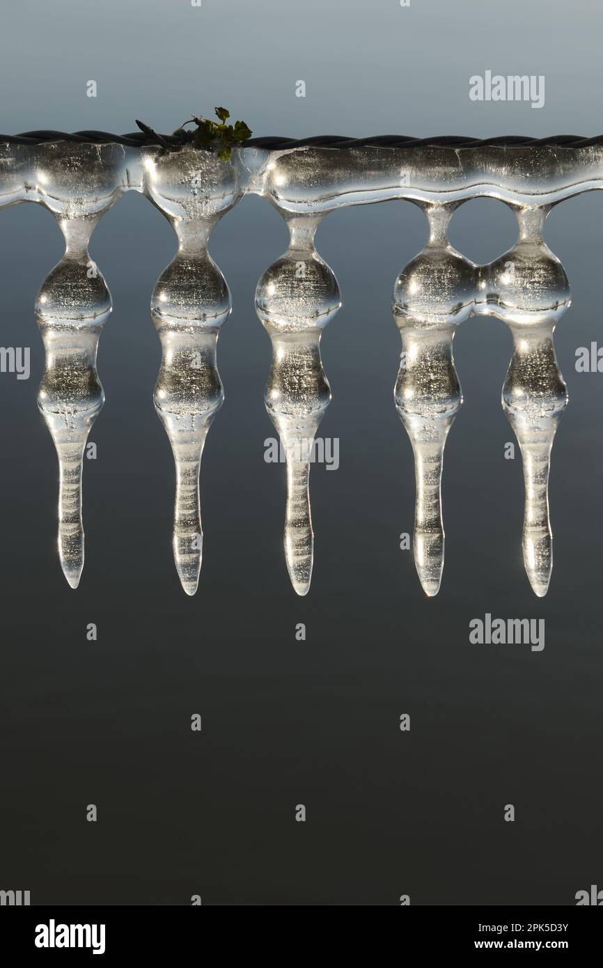 Décoration de glace sur le fil barbelé... Glaces ( inondation d'hiver 2020/2021 ) sur le Rhin inférieur, sculptures de glace naturelles formées par le vent et le temps Banque D'Images