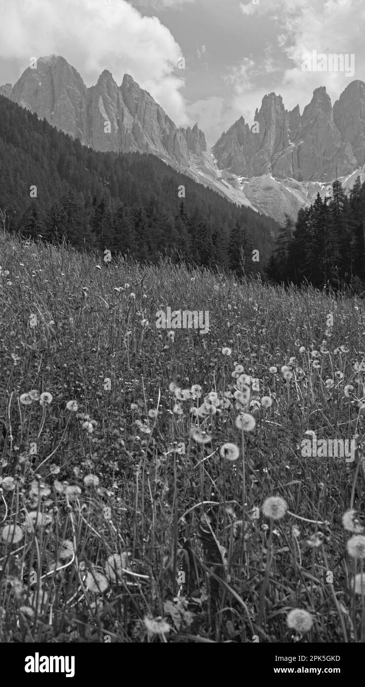 Santa Maddalena dans les Dolomites avec Odle Mountains en arrière-plan, Italie Banque D'Images