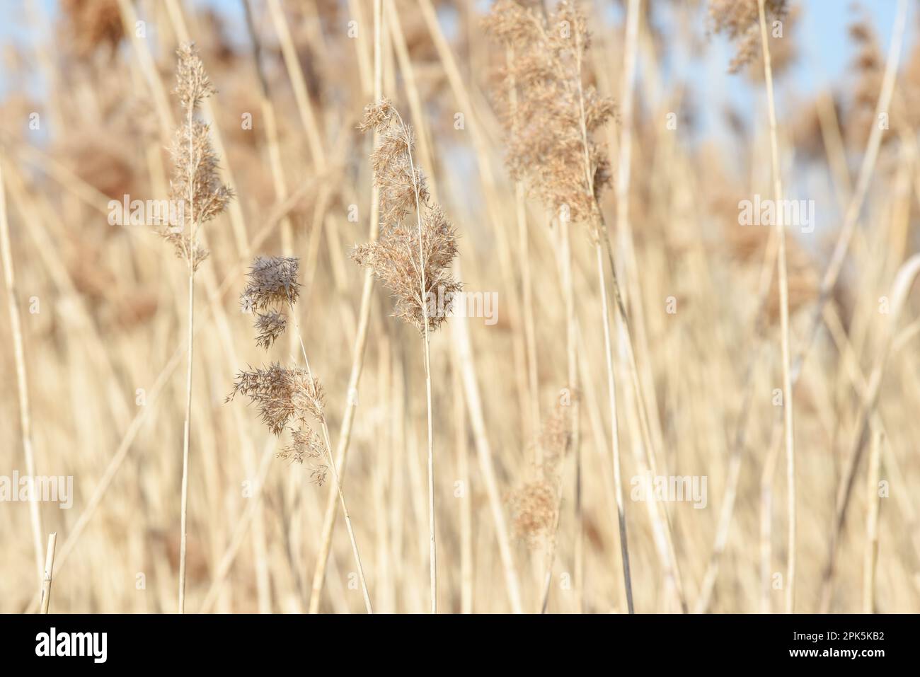 Pampas herbe dans la brise avec le ciel bleu dans un fond de nature calme Banque D'Images