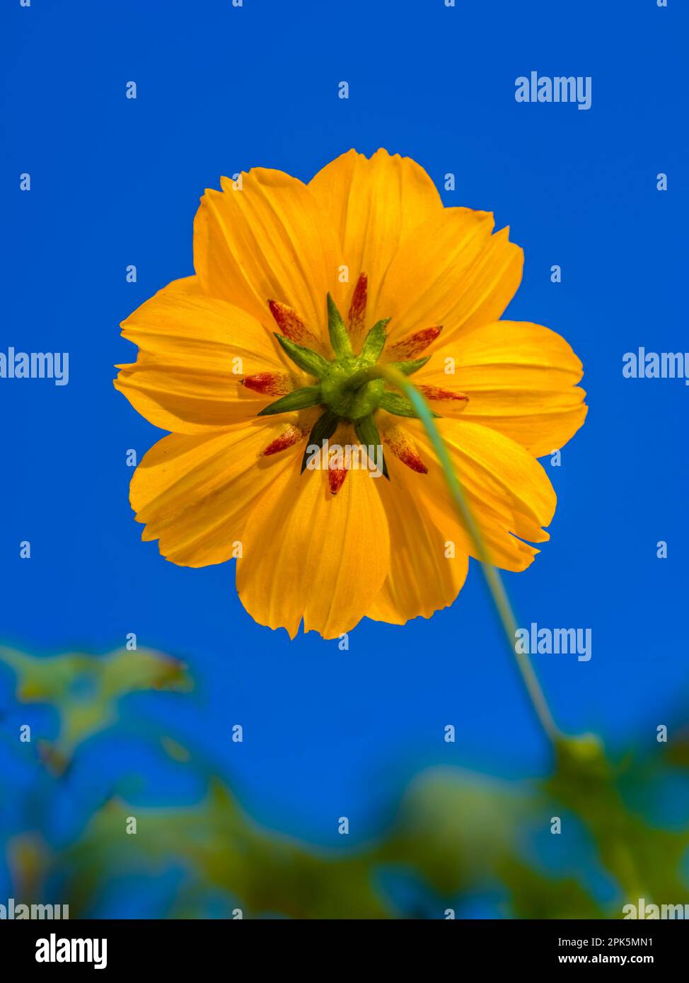 Gros plan de la fleur de cosmos de soufre ou de cosmos jaune, cosmos sulfureus Banque D'Images