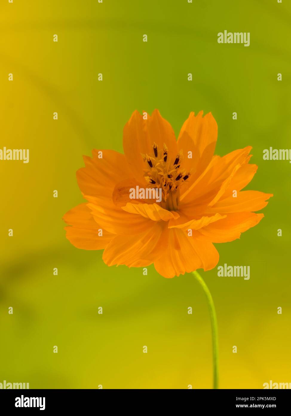 Gros plan de la fleur de cosmos de soufre ou de cosmos jaune, cosmos sulfureus Banque D'Images
