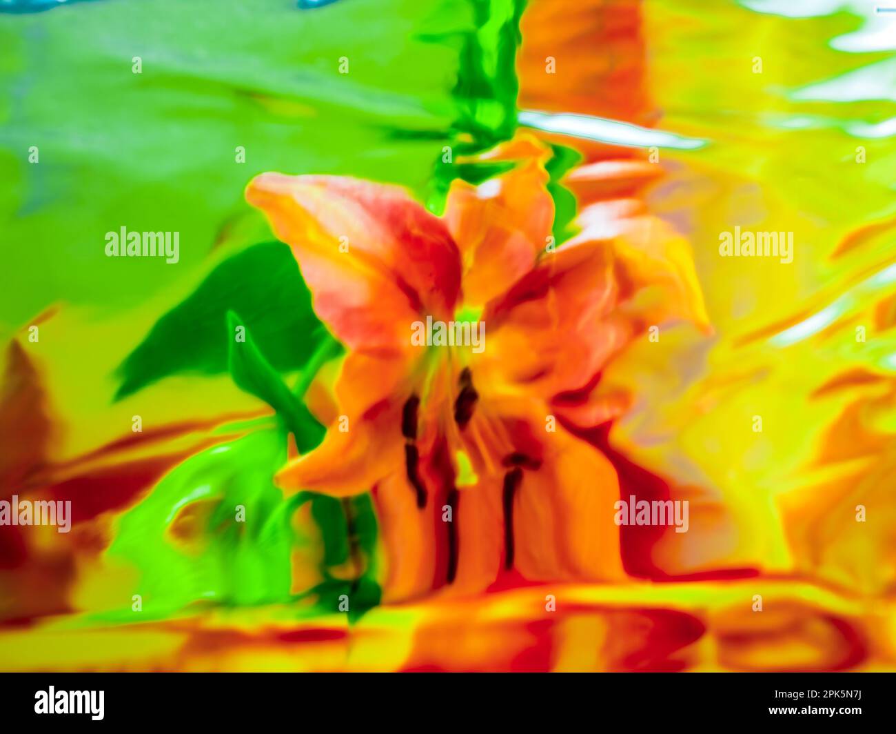 Stargazer Lily (Lilium orientalis Stargazer) se reflète dans l'eau Banque D'Images