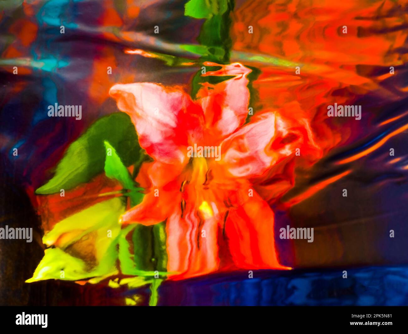 Stargazer Lily (Lilium orientalis Stargazer) se reflète dans l'eau Banque D'Images