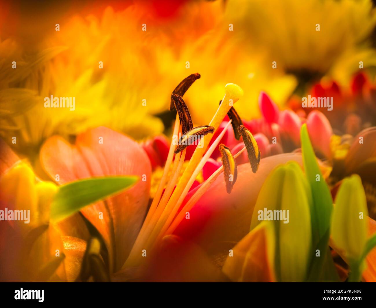 Gros plan des étamines et des pétales de Stargazer Lily (Lilium orientalis Stargazer) Banque D'Images