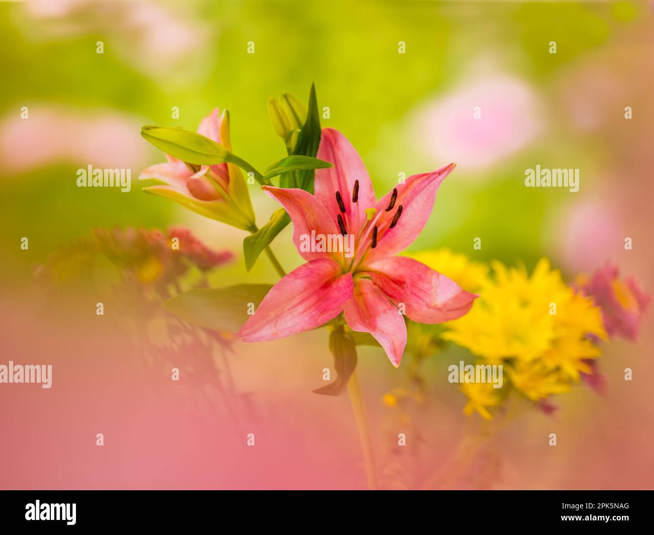 Gros plan de Stargazer Lily (Lilium orientalis Stargazer) Banque D'Images
