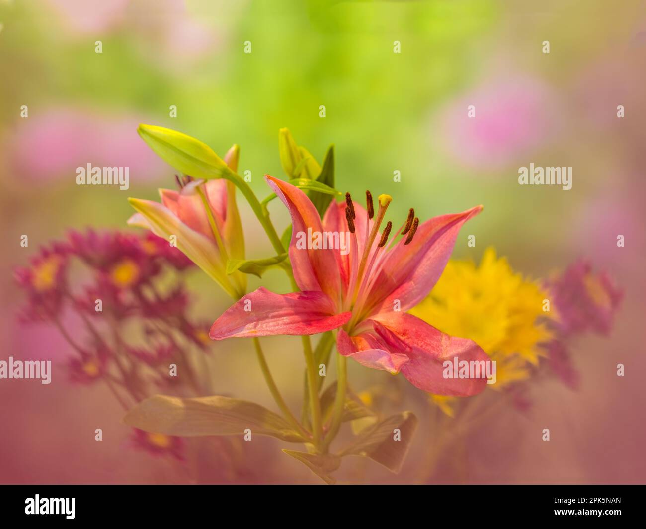 Gros plan de Stargazer Lily (Lilium orientalis Stargazer) Banque D'Images